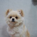 블링펫살롱 이미지