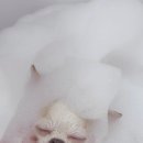 마이온리댕댕 이미지