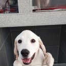 마이 펫테이블 이미지