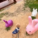 왕왕멍멍 이미지