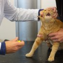 광주첨단YB동물병원 이미지