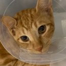 펫트리동물의료센터 이미지