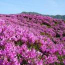 제118차 경남산청 황매산 철쭉산행 신청안내 이미지