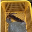 청호활어회센터 이미지