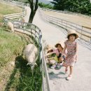 무등산양떼목장 이미지