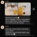 애견호텔 개인 | 🐶진주 애견호텔 미소댕댕 후기｜걱정 가득했던 첫 호텔링 성공기