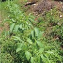 예인농장 이미지