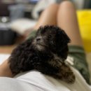 오복누리 | 강아지 고양이 유산균 [오복누리] 누리츄 후기 - 츄르 추천