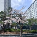 야탑중학교 이미지