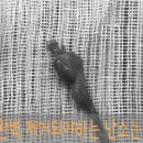 아리 동물병원 | 1.9kg 솜뭉치 아리의 초고속 회복 중성화 수술 후기