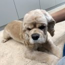 내손동 우체국 | 내손동 반려동물미용 - '알로하퍼피' 추천:-)