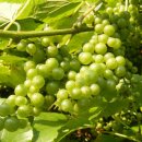 머루나무 [Vitis coignetiae]/산머루의 효능 이미지