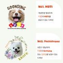 댕냥이 | 우리집 강아지를 굿즈로 만들기! 댕냥이야기 커스텀 강아지 티 후기
