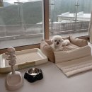 하이원펫클럽 이미지