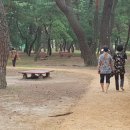 송림톱밥 이미지