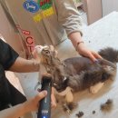 김냐옹 미용실 이미지