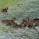 오리아재 이미지