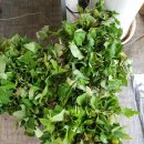 고구마 펙토리스토리 이미지