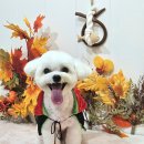 메리몰펫샵(사직점) | 부산 애견미용 메리몰펫샵 사직점 전문 1대1 케어와 스파를 갖춘 펫살롱 소개