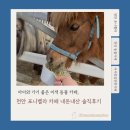 유량로 | 아이와 가기 좋은 이색 천안 동물카페, 포니벨라 카페 내돈내산 솔직 후기