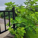 소나무가든민박 이미지