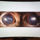 청담눈초롱안과동물병원 이미지