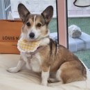 댕냥키친 이미지