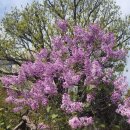 장안벚꽃길 이미지