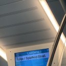 핑크브로콜리 | 생채소 브로콜리
