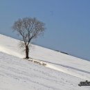 나무한그루 이미지