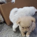 아기강아지 이미지