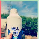 노래기 퇴치의 비밀 청귤 농부의 창고 관리 꿀팁