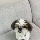 애견샵 컬리독 이미지