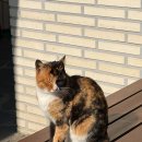 원조3대할머니순두부 | 원조는 다르다, 강릉 동화가든 짬뽕순두부 내돈내산 후기