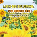 함안 강주 해바라기 축제 마을 정보 및 기본 입장료 알아보기