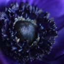 보태니컬 이미지