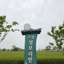 물결그림 | 초록빛 물결 장관! 고창 청보리밭 축제 당일치기 방문 후기