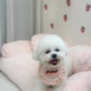 신세계 애견미용샵 | 울산 북구 신천 애견미용샵 반려견미용 멍뭉이샵 내돈내산 후기