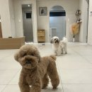 아뜰리에 제이 | [강릉 가족여행] 강릉왓댕 애견 독채 펜션 후기 &amp; 아뜰리에제이 환갑 떡꽃케이크 대성공!