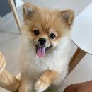 라온제나풀빌라펜션 이미지