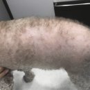 미사다나을동물병원 이미지