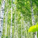 교동초 앞 삼거리 이미지