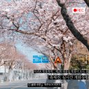 서호동마을회관 | [제주벚꽃명소] 호근서호로의 대변신! 대륜세탁소 앞 분홍빛 물결, 이번 주말 서귀포 벚꽃축제 시작!