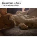 고양이 별 이미지
