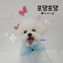 포댕포댕 이미지