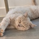 냥떼목장 이미지