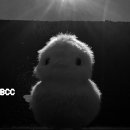 BCC's Debut 이미지