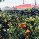 오조 | 제주도 동쪽 여행 오조포구 둘레길 주차 등 후기