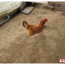 꼬꼬 - 고양시 일산동구 탄중로 312-7 | 꼬꼬