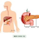 ﻿췌장의 해부학적 위치 및 구조 이미지